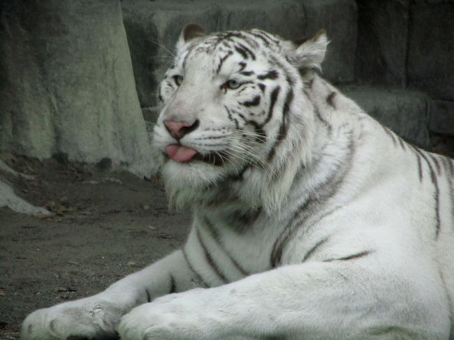 動物園も遊園地もイルミネーションもある盛りだくさんの東武動物公園。<br />去年2009年の年末にたっぷり撮影散策を楽しんで、また来年も行こうと思いました。<br />そしてイルミネーションがセカンドシーズン「夏」を迎える今年2010年も、ついにやって来ました。<br />待ちきれなくて去年より早めかも？<br />２度目だけど、ぶっ続けで６時間、バッチリ楽しんできました。<br /><br />東武動物公園デビューと同時に動物園撮影デビューだった去年は、珍しい双子のホワイトタイガーとレッサーパンダを１番楽しみにして、撮影も粘りました。<br />去年2009年にとって、来年である今年の干支がトラということでも、ホワイトタイガーにはこだわりがありました。<br />また、あまりに可愛くて叫び出しそうになったレッサーパンダは、あいにく動きが激しくてちっともじっとしていてくれなくて、撮影難易度が高かったですが、ビギナーズラックか、思ったよりいいショットを撮らせてもらえました。<br />まだ顔がはっきりしていなかったチビちゃんも、しびれるほど可愛かったです。<br /><br />さて、どちらも去年しっかり念願をかなえてしまったので、今年はホワイトタイガーにもレッサーパンダにも特にこだわりはありませんでした。<br />撮らなくてもいいかも、と思っていたくらいでした。<br />特にレッサーパンダは、去年よりましな写真が撮れる自信がなかったものですから。<br /><br />だけど、フラミンゴ・エリアにいたとき、なにやらイベントの最中らしき放送に引かれて足を向けたところ、ホワイトタイガーのお食事タイムを見学することができました。<br />飼育員さん２人が、金網の屋根の上からムチのようなもので生肉のエサを双子のホワイトタイガーに与えているところでしたが、観客に見やすいように、ガラス窓のすぐそばでのエサをやっていました。<br />ホワイトタイガーの頭上よりも高いところまでしか下ろしてもらえないエサを、２頭のホワイトタイガー、ロッキーくんとメープルちゃんが、代わる代わるガラス窓に飛びついて肉をゲットし、ものすごい迫力と敏捷さを披露してくれました。<br /><br />エサやりのときに飼育員さんたちがホワイトタイガーのことを色々話してくれたおかげで、またこの２頭の撮影にチャレンジしたくなりました。<br />特に、トラは、もともと一頭だけで生息するので、双子のロッキーくんとメープルちゃんが仲がよくて同じ檻にいられるのはとても珍しい、と聞いてしまえば、なおさら。<br />彼らも大人になったら、いつかけんかしてしまって、同じ檻にいられなくなる日が来るだろうとのことです。<br />それはいつか分かりません。<br />明日かあさってか、一週間後か一年後か。<br />ある日突然かもしれません。<br /><br />レッサーパンダは、案の定、去年より良い写真はゲットできませんでした。<br />去年ほど粘らなかったせいもありますけど、去年と違う写真としては、小屋の中でエサを食べている姿がかろうじて。<br />笹を食べているときは、ときどき可愛い顔してカメラ目線をしてくれました。<br />あいにく写真はピントが笹に合ってしまって、レッサーパンダはちょっとボケてしまっているのですが。<br /><br />サバンナの動物に続き、ホワイトタイガーとレッサーパンダ以外を撮り終わった頃には、もうだいぶ日が暮れて、動物園の閉園時間まで１時間ほどとなってしまいました。<br /><br />残りの時間では、再び、去年撮影できなかった動物たちの写真を中心に撮りました。<br />だから、ペンギンなどは、今年また見ても愛らしくて惹かれたのですが、去年しっかり撮ったので、今年はスルーしました。<br />もっとも、ふれあい動物コーナーなど一部が改装中で閉鎖されていたので、去年のみならず今年もお目にかかれなかった動物が残ってしまいました。<br />ただ、去年、夕方暗すぎて撮影にチャレンジできなったキツネやタヌキは、「ふる里の動物たち」という新しいコーナーで、前よりもずっと見やすいところにいてくれました。<br /><br />＜２度目の東武動物公園の旅行記のシリーズ構成＞<br />□（1）遊園地をのんびり歩いて動物園へ＆可愛いものがたくさんのショップ<br />□（2）サバンナの動物たち<br />■（3）お食事タイムのホワイトタイガーとレッサーパンダ他<br />□（4）ウィンターイルミネーション・セカンドシーズン“夏”<br /><br />＜タイムスケジュール＞<br />11:15　家を出る<br />12:40　東武動物公園駅に到着<br />13:00　東武動物公園に東ゲートから入園<br />13:00〜13:35　遊園地を突っ切って動物園へ<br />13:35〜16:00　動物園散策<br />16:30〜17:10　イルミネーション会場の遊園地へ戻る＆ショッピング<br />17:10〜19:00　イルミネーション撮影散策<br />19:20　東武動物園を出る<br /><br />＜東武動物公園デビューの去年の旅行記＞<br />「きっかけはイルミネーション！───はじめての東武動物公園（1）１番目当てはホワイトタイガーだけど@」<br />http://4travel.jp/traveler/traveler-mami/album/10412696/<br />「きっかけはイルミネーション！───はじめての東武動物公園（2）２番目当てはレッサーパンダだけど@」<br />http://4travel.jp/traveler/traveler-mami/album/10412697/<br />「きっかけはイルミネーション！───はじめての東武動物公園（3）雪の結晶フィルターで遊んだイルミネーション@」<br />http://4travel.jp/traveler/traveler-mami/album/10412698/<br /><br />東武動物園公式サイト<br />http://www.tobuzoo.com/cgi-bin/pc_index.php<br />