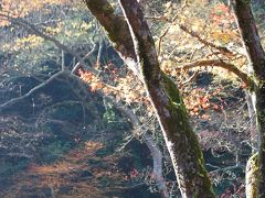 古都京都を訪ねての旅⑤清滝トレイル 2)槇ノ尾　西明寺 