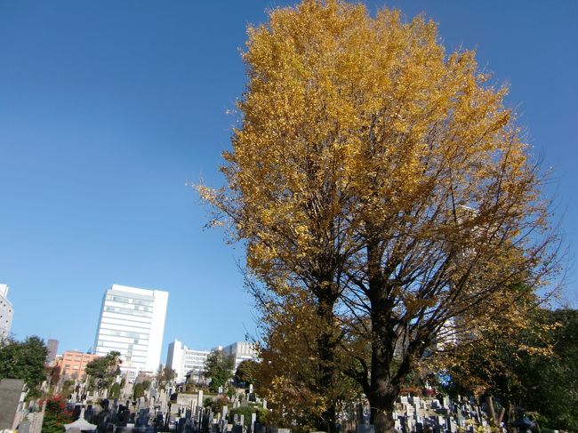 外苑前は銀杏が見頃♪とのこと・・・・・<br /><br />でも前の週に台風のような風が吹き荒れ、きっと黄色の葉っぱはもう散っちゃってるだろうなぁ〜<br />イベントもやってて、屋台も出てるらしいし、ちょっとでも行ければ・・・と、思ったけど目的はご先祖様のお墓参り！！<br />お参りが終わったら次は結婚式に行かなければ！！<br /><br />のんびり外苑前から銀杏を眺めながら歩くことも無く、東京駅→お墓→東京駅　タクシー往復の弾丸墓参りでした。