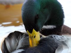 ひとり旅 ［836］ 標高８００ｍの野呂山‘氷池’へ＜氷池のマガモさんウォッチング＆弘法寺＞広島県呉市