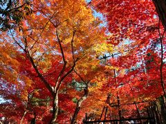 団塊夫婦の日本紅葉巡りの旅（2010京都）ー今まで見た京都の紅葉の中ではベストでした。