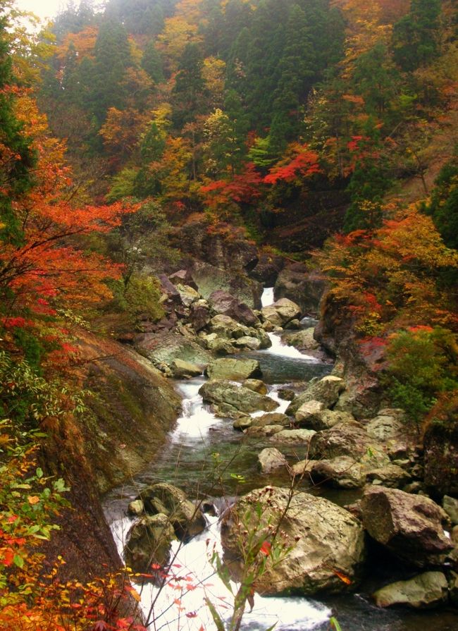 白神山地世界遺産地域に隣接する地域には、秋田白神県立自然公園に指定された美しい渓谷が数あるが、手軽に探勝できるのが太良峡（だいらきょう）。<br />白神山地から流れ出る藤琴川が凝灰岩を浸食して形成した峡谷で、ブナ、秋田杉など秋田白神らしい樹木が渓流を覆っている。木材を運び出した森林軌道の跡が遊歩道として活用され、全長1.5km、所要50分ほどの道には、往時の鉄橋跡も残されている。遊歩道からは不動岩、仁王岩、位牌岩、一通滝（いっとおりたき）、太良（だいら）親子杉などを眺めるが、渓流部には水と礫が川底の岩盤を長い時間をかけて削ってできた円形の甌穴（おうけつ）を観察できる。<br />・ブナ、秋田杉など秋田白神らしい樹木が渓流を覆う<br />・森林軌道の跡が遊歩道として整備<br />・一帯は太良峡風景林に指定されている<br />（http://puchitabi.jp/akita/article/post-19.html　より引用）<br /><br />太良峡（だいらきょう）<br />樹齢役２００年以上の天然秋田杉の中を谷底に下り、位牌岩、一通滝、仁王岩、不動岩など大小さまざまな滝や奇岩、怪石が連続する。<br /><br />　太良橋の袂（たもと）で見る渓流は、足がすくみそうだった。　向こう側の斜面の紅葉は、まさに、織りなす錦であった。　遊歩道は、まわりが樹齢遥（はる）かな天然の秋田杉であった。　自然が作った造形美の岩、窪地、穴。　そこを清らかな水が、ここでも錦となった紅葉を水面に映して、時に澱み、別の所では急ぎ、弾け、滝となって、流れていた。（http://www.akitafan.com/sightseeing/detail.html?data_id=157　より引用）<br /><br />藤里町中心部から北に向かい、高さ30mの太良橋を渡ってほどなくして太良渓谷の入口地点。遊歩道沿いには、天然の秋田杉や犬戻し渓谷、一通滝、位牌岩、仁王岩など、見どころいっぱい。<br />（http://www.mapple.net/spots/G00500079901.htm　より引用）<br /><br /><br />藤里町（ふじさとまち）は秋田県の北端に位置する町。<br />1955年（昭和30年）3月31日、藤琴村と粕毛村が合併。1963年（昭和38年）11月1日町制施行。<br />白神山地の南側に位置し、町の北西部県境にある白神山地は世界遺産に登録され、登録区域の約4分の1（秋田県側の全て）が藤里町の町域内にある。米代水系の粕毛川と藤琴川が合流する地点に町があるが、鉄道路線や国道、主要地方道などはない。山：白神山地 - 駒ヶ岳、二ッ森　河川：藤琴川、粕毛川<br /><br />太良峡については・・<br />http://www.akita-train.jp/shirakami/trekking/<br />http://www.akita-train.jp/shirakami/trekking/index.html<br /><br />白神山地については・・<br />http://www.shirakami-visitor.jp/<br />http://www.jomon.ne.jp/~misago/sirakami00.html<br />