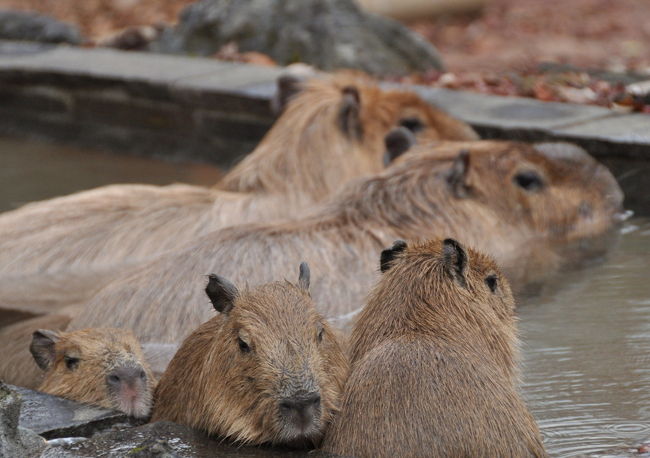 11月末、関東に用事があったので、超駆け足で動物園へいってきました<br />時間があまりなくて大好きなレッサーパンダも３，４分だけの見学で終了〜<br /><br />でもゆる〜い感じの動物園に大満足しました<br /><br />カピパラも初めて見ました！<br />カピパラ温泉<br /><br /><br />