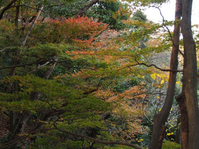 化粧坂切通は今残っているのはほんの数10mの坂道であり、下が2段に折れている。この化粧坂切通の上には源氏山公園があり、葛原岡公園と葛原岡がある。ここからは佐助谷に降りる道路、梶原方面への道路、西瓜谷に抜ける道路や葛原ヶ岡ハイキングコース、裏大仏ハイキングコースなどがあり、多くは鎌倉時代にはあった道やそれを改修した道路であろう。化粧坂切通は鎌倉の交通の要所だったのである。<br /> 化粧坂切通は意外にも季節感がないところではあるが、やはり秋の紅葉の時期には少し季節感を味わえる。2010年の師走の中旬に、晩秋ともいえる頃に化粧坂切通を上ってみた。<br />(表紙写真は化粧坂切通のもみじ)