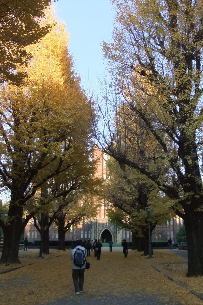 12月も半ばを過ぎようとしている師走の忙しい（世間では）時期に、ぶらりと本郷へ出かけてみました。今回は東京大学だけに絞って、歩いてみました。<br /><br />構内にはかなりイチョウの木がありますが、この時期にはもう黄色く色ずいた葉はかなり落ち、地面に絨毯を敷き詰めたようになっていました。童心に返って、サクサク音を立てながら歩くのも楽しいです。<br /><br />構内には重要文化財に指定された建物や歴史的な名を残した建物などがいくつもあり、学問の府であることを感じさせる雰囲気がありました。