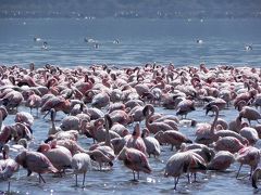 ケニア大自然の旅８日間⑥ナクル湖編