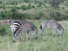 ケニア大自然の旅８日間⑦マサイ・マラへの道編