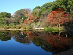 今年最後に見られた東御苑の素晴らしい紅葉①大手門～汐見坂迄