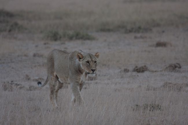 東アフリカ　ケニアで　<br />野生の動物たちに会いに行ってきました　　<br /><br />アフリカの最高峰キリマンジャロ山（５８９５ｍ）の北に広がる　<br />アンボセリ国立公園　<br />１９７４年に国立公園になった時　<br />それまでの多くの土地が公園からはずされ　<br />約１０分の１になったと言う　<br /><br />アンボセリ、マサイ語で｢砂嵐」　<br />乾いた大地によく小さな竜巻を目にした　　<br />乾燥が進行し砂漠化したサバンナが広がる一方で　<br />キリマンジャロの雪解け水が流れ込み湿地帯をつくりだす　<br />　<br /><br />　<br /><br />
