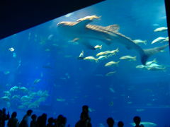 またも沖縄。噂の美ら海水族館へ。