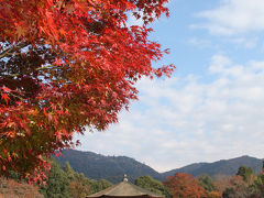 ２０１０年奈良公園の紅葉