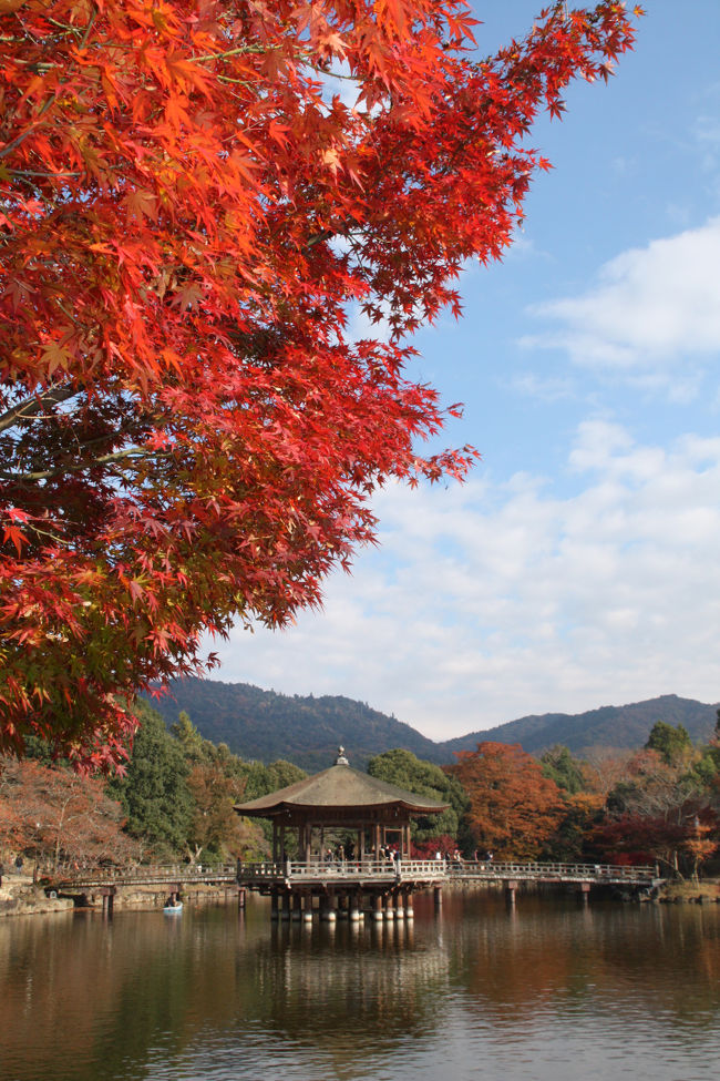 晴天の奈良公園を歩きました。<br />紅葉真っ盛りです。