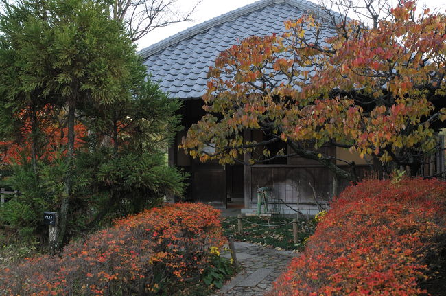 今年最後の紅葉を見に１２月の初旬に堺の浜寺公園に行きました。<br />最後の紅葉を見にどこに行こうかと考えた割には手近な所になってしまった。行った時間が遅かったので余りゆっくり出来なかったけど今年の紅葉の〆としました。