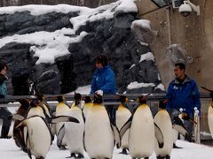 一人ぷらっと北海道の旅?*・゜・*ペンギンの散歩を見に冬の旭山動物園へ*・゜・*