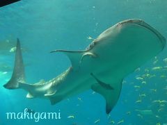 5回目の沖縄＠まだまだ飽きない！　3日目－Ⅱ　美ら海水族館　きしもと食堂　伊芸SA　ホテル日航アリビラ