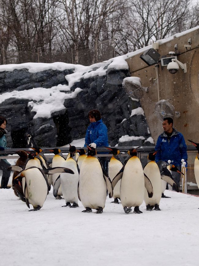 一人で動物園へ？？？<br /><br />旭山動物園　http://www5.city.asahikawa.hokkaido.jp/asahiyamazoo/<br /><br />冬にしか見られないペンギンの散歩、せっかくだから行っちゃおう。<br />ペンギンの散歩は、12月下旬〜3月中旬の積雪期に行われます。<br /><br />冬の旭山動物園へは・・・<br />　&lt;JR&gt;旭山動物園きっぷ　5900円<br />　　　http://www.jrhokkaido.co.jp/network/kipp/c_6.html<br />　&lt;高速バス&gt;旭山動物園往復バスセット券　4600円<br />　　　http://www.rakutokubus.jp/news/<br />　&lt;バスツアー&gt;旭山動物園1DAYピクニック号　3800円<br /><br />バスツアーを予約しようと電話してみたけど、もう一杯でした・・・<br />札幌⇔旭川間、JRだと1時間20分、高速バスだと2時間30分なので、JRで行くことにしました。<br /><br />旭川の天気予報は雪。<br />タイツ2枚とレッグウォーマーで膝を保護、カイロを腰に貼って・・・いざ出発！！<br /><br />[１日目]<br />　&lt;JAL&gt;東京羽田(9:45)⇒札幌千歳(11:20)<br />　&lt;JR&gt;新千歳空港駅(11:34)⇒小樽駅(12:46)<br />　　☆小樽運河<br />　&lt;JR&gt;小樽駅(16:34)⇒札幌駅(17:06)<br />　　☆時計台　☆大通公園<br /><br />[２日目]<br />　&lt;JR&gt;札幌駅(8:25)⇒旭川駅(9:45)<br />　&lt;バス&gt;旭川駅(10:10)⇒旭山動物園(10:52)<br />　　★旭山動物園<br />　&lt;バス&gt;旭山動物園(14:00)⇒旭川駅(14:42)<br />　&lt;JR&gt;旭川駅(15:30)⇒札幌駅(16:50)<br /><br />[３日目]<br />　　☆豊平館　☆中央卸売場外市場　☆サッポロファクトリー<br />　&lt;JR&gt;札幌駅(14:40)⇒新千歳空港(15:16)<br />　&lt;JAL&gt;札幌千歳(17:25)⇒東京羽田(19:00)<br /><br />＜ホテル＞<br />ホテルビスタ札幌／中島公園<br />　http://www.hotel-vista.jp/nakajimakohen/<br /><br />＜ガイドブック＞<br />　ことりっぷ　札幌・小樽・旭山動物園 <br />　タビリエ　札幌・小樽