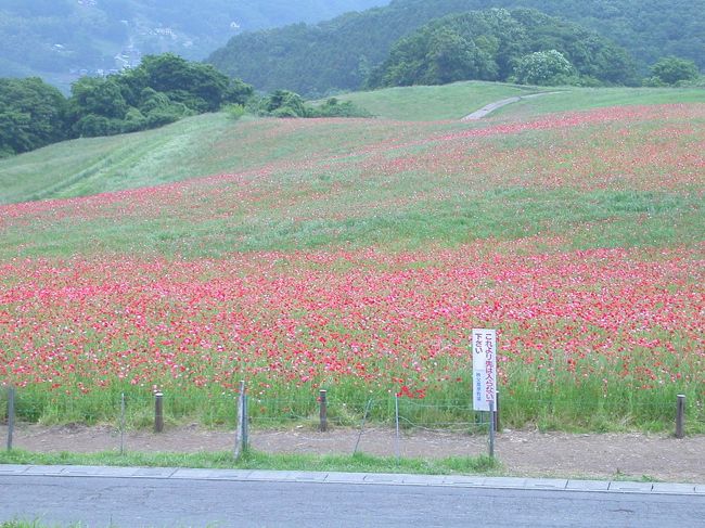 ローカルニュースから流れてきた映像は真っ赤なポピー。<br />見晴らしも良さそう。<br />どこ？<br />えっ、秩父。<br />近い近い、行くしかない。<br />完全休養を決め込んだこの日でしたが、パジャマを脱いで出動です。<br /><br />秩父観光協会<br />http://www.chichibuji.gr.jp/