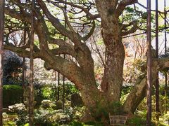 古都晩秋08　宝泉院　額縁庭園を鑑賞　☆抹茶で一服/寛ぎのとき