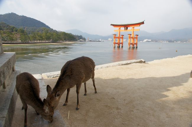 広島観光の一番のお目当ては、もちろん日本三景の一つ、安芸の宮島。厳島神社を見学に出かけます。<br /><br />路面電車の広島電鉄でも、ＪＲでも行けるのですが、18切符を使わない日なので、安い方の広島電鉄で。<br /><br />到着時は、干潮からまだ数時間。鳥居まで歩く事は出来ませんでしたが、ちょっとだけ下にも下りてみました。