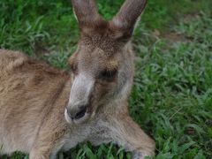 海外ｳｴﾃﾞｨﾝｸﾞ＆家族旅行　ｺﾞｰﾙﾄﾞｺｰｽﾄ編①