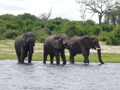 南部アフリカ旅行(3)　ボツワナ・チョベ国立公園