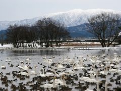 白鳥の湖 “瓢湖”を訪ねて！