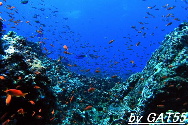 沖縄最北の有人島、伊平屋島へ！<br />目的は大物に遭遇できると言われるポイント・スーカブヤー！！<br />しかし当日は風があり無理か？と思われたが、都会からの御一行様が遙々来訪しているので船が出ることに。<br />陸から見ていると、どってことない浪も沖に出れば船首からモロに浪を受けいい感じに縦揺れ！空は青空なのに...。<br />２０分ぐらいしたら、うねりも大きくなり船が木の葉のように揺れ始めた。<br />３０分でスーカブーヤーに到着！船が減速して揺れが酷くなり準備して潜るまでの５分で一気にゲロゲロ！オェー！(まぁ吐き慣れてるので問題なし？)<br />確かに透明度、迫力抜群！！丁度潮の流れ止まってた、しかし大物...見当たらず(泣)、おまけに水中でもゲロゲロ！３５分間長かったよトホホ。運がないな。<br />帰りは船尾から風浪を受け航行したので揺れずに２０分で帰港、しかし俺様の胃袋はずっと揺れてた(久し振りに胃液まで出た)。<br />ちなみにここのDIVEショップは魚の帽子を被った某芸能人がライセンスを取得した店らしいです。<br /><br /><br /><br /><br /><br />