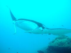 パラオでダイビング＆トレッキング+首都マルキョク！