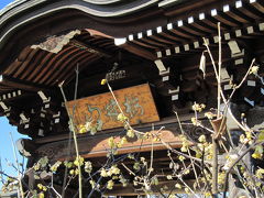 所沢ちょっと早めのロウバイめぐり（1）ロウバイ寺の全徳寺