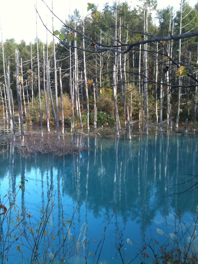 最近すっかり有名になった美瑛の青池。<br />十勝岳噴火対策の治水工事の関係でせき止められた川が<br />その成分ゆえに青く見える人工の産物。<br />しかしながら、水の中に立ち枯れた白樺の雰囲気や、<br />たたえられた水の青さはなかなかなもんです。