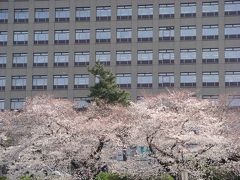 ～花見しながら舟下りin岡崎城～