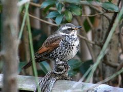 庭の野鳥さん2011