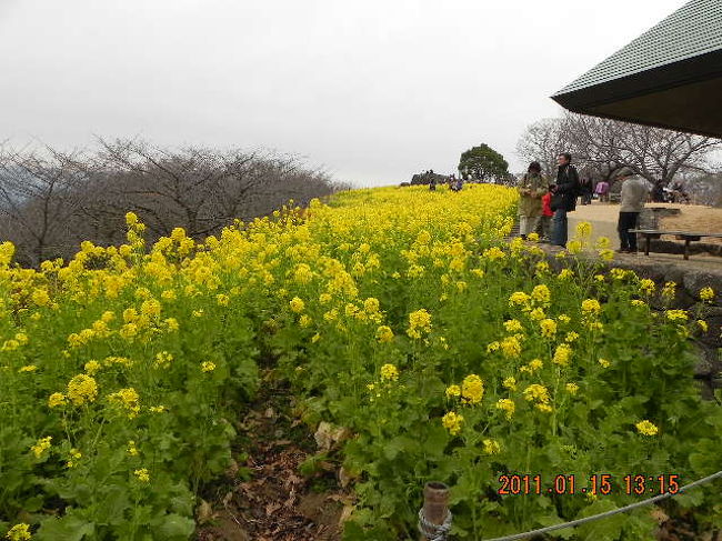 吾妻山公園の菜の花を見に行ってきました。<br />二宮駅近くのお店でおにぎりを買い、<br />駅から少し遠いけれど階段ではない方の入り口から登り、展望台へ。<br />富士山は雲のため見ることができませんでしたが、菜の花は満開で水仙もきれいでした。<br />相模湾を見下ろしながら食べたおにぎりはとびっきり美味しかった:)<br />子どもは102メートルのローラー滑り台を何度も滑り、アスレチックで遊んで大満足のピクニックでした。