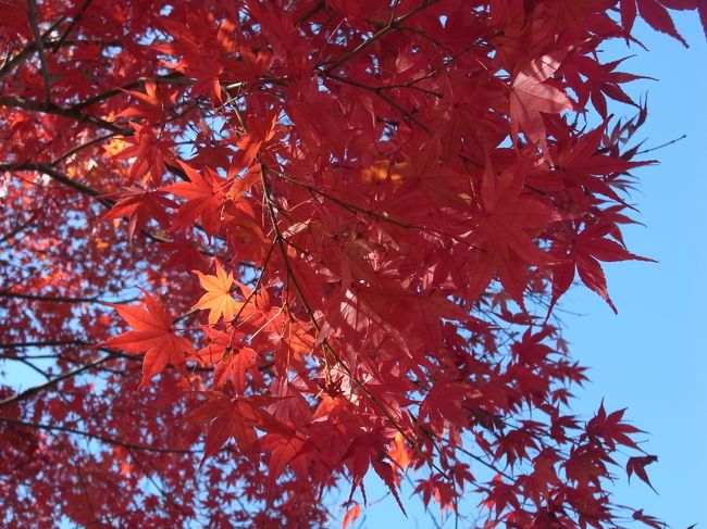 母と「今年は紅葉狩りどうしようか」と話していたその時、テレビ画面に表示された紅葉だより<br />『須磨離宮公園：見頃』<br />すごい近場じゃないか！！ということで翌日早速行ってみることに<br />離宮公園に行くのは小学校の遠足以来です