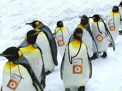 ペンギンの現代的行進：旭川動物園