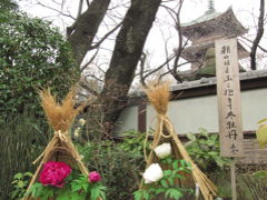 観劇ついでに新春の上野公園（2）新春を祝う冬ぼたんを詠もう