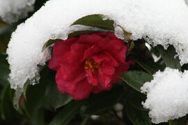 2011冬、久し振りの大雪・天白川(1/３)：スズメ、サザンカ、雪ダルマ