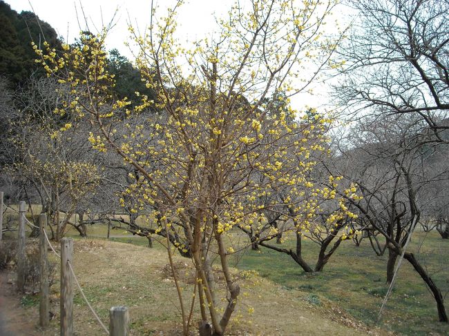 今日は、静岡の安倍川を西に渡り、葵区・羽鳥地区にある久住川沿いを上がり、観梅で有名な曹洞宗・洞慶院の梅園を訪ねる。<br />享徳元年（１４５２年）に建立された歴史ある寺院で、お寺の前には梅園があり、梅の開花はまだ（２月から）ですが、蝋梅の花がほのかな甘い香りを放っていました。