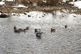 2011冬、久し振りの大雪・天白川(3/３)：ヒドリガモ、雀、ヒヨドリ