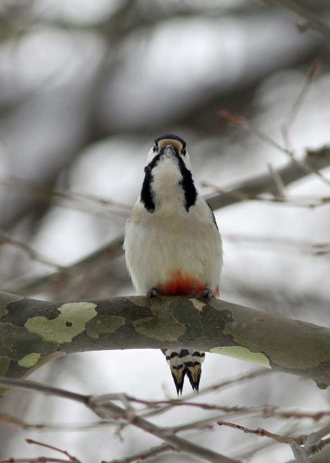 札幌の野鳥たち 琴似 発寒中央 北海道 の旅行記 ブログ By 展望車さん フォートラベル