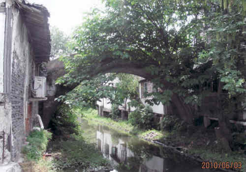 上海の金山・朱渓鎮・２/２