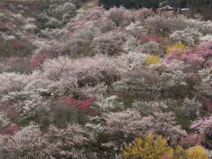 小さな旅　青梅の楽園　吉野梅郷　Paradise in Oume/Yoshino-Baigo,ume garden