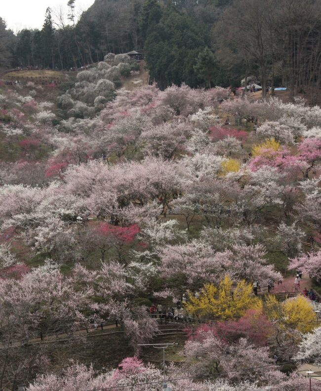 吉野梅郷　梅の公園の梅まつり　　　2010.3.17（水）<br />Yoshino-Baigo/ume blossoms in full bloom<br /><br />今年2012年は例年になく厳しい寒さが続いていますが、梅の便りも例年より半月以上遅いようです。今年のではありませんが、季節を先取りして一足早く梅のたよりをお届けします。<br />東京都青梅市の吉野梅郷は私が住んでいる所沢市小手指から20Kmほどの距離でクルマでは1時間もかかりません。近いので出かけるのは朝天気を見てから決めます。<br />この日は水曜日でしたがシニアの観光客で賑わっていました。駐車場を探すのに苦労しました。<br />　　　────────────────────────<br />多摩川の渓流と日の出山山系の自然に囲まれたこの吉野梅郷は、春の訪れとともに東西4ｋｍにわたり、樹齢300年にもおよぶ古木を含め、約2万5千本もの梅が紅白の花をつけ、ほのかな香りを漂わせる関東一の梅の里です。<br />また、文豪吉川英治の原稿や著作が展示された吉川英治記念館、日本の伝統美の文化といえる貴重な着物を収蔵したきもの博物館など、数々の文化財にも恵まれた自然と文化の薫る地でもあります。更に御嶽駅近くにある玉堂美術館は日本画壇の巨匠・川合玉堂が昭和19年から昭和32年に亡くなるまでの10余年を青梅市御岳で過ごしたのを記念して建てられました。<br />毎年3月、1ヶ月間にわたり梅まつりが開催され、梅花の最盛期となる3月中旬には「観梅市民まつり」が行われ、郷土芸能の競演をはじめ数々のイベントが繰り広げられます。（青梅市観光協会）<br /><br />お花見にお酒が欠かせない方は電車・バスでの観光をお薦めします。酒気帯び運転は厳罰ですよ！<br />JR青梅線青梅駅で「奥多摩行」に乗換え、2駅5分の日向和田（ひなたわだ）駅で下車、徒歩10分。<br />梅の公園へは徒歩15分。バス、タクシーはありません。（日向和田駅の前に架かる神代橋を渡ると、もうそこが吉野梅郷です。）<br /><br />画像をクリックして元画像に拡大してご覧になることをお勧めします。写真の引き伸ばしと異なり、無料です。（笑い）<br /><br />撮影　CANON EOS40D EF-S 17/85 IS USM yamada423<br /><br />☆お気に入りブログ投票（クリック）お願い★<br />http://blog.with2.net/link.php?1581210