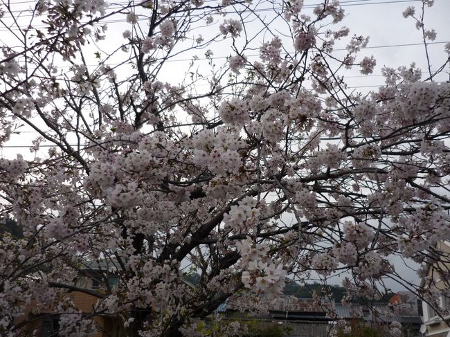 青春18きっぷがあまったので、静岡県内限定ファミレスの「炭火焼きレストランさわやか」に行くために初春の静岡県内をさまよってきました。<br /><br />途中下車した駅<br />・草薙駅<br />・静岡駅<br />・豊田町駅<br />・清水駅<br />・富士駅