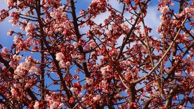 早咲き日本一あたみ桜 糸川桜まつり 熱海 静岡県 の旅行記 ブログ By Hn11さん フォートラベル