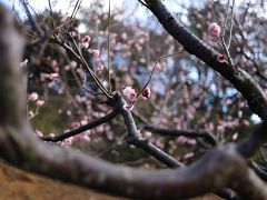 大倉山公園梅林お散歩