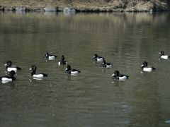 清水船越堤公園へ渡り鳥の野鳥観察！