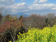 ひと足早くに春を求めて埼玉からはるばる湘南の吾妻山公園へ（3）青い空と青い海と青い山と一面の黄色い菜の花