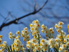 南房総「休暇村 館山」と鋸南の水仙ロード