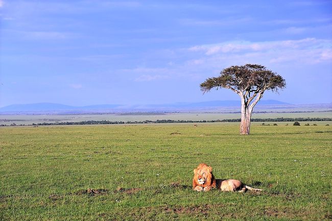 アフリカに行きた～いと思ったのが去年の8月<br />そこから今回の旅行計画を始めました。<br /><br />場所はケニア・ナイロビ周辺の公園地域が候補です。<br />時期は色々検討して小乾季の1月に決定しました。<br /><br />エアーはANAの提携先でもあり中東御三家のひとつ 5つ星エアライン・カタール航空を選びました。<br />（2010年に最も競争が著しいビジネスクラス部門において総合評価｢世界第1位」）<br /><br />次にルートです。<br />QR航空は成田から関空経由でドーハ空港に到着、ドーハでトランジットしてナイロビに入ります。<br />ドーハでのトランジットも2時間程でとても便利でした。<br />エミレーツ航空は6時間のトランジットです。<br /><br />QR航空の就航路線図を眺めていたらモルディブにもフライトがあり<br />ついでに寄れないか調べてみたら乗り継ぎもバッチリ♪<br />待ち時間のロスも少ないのでケニア＋モルディブの欲張りコースになりました。<br /><br />ケニアの滞在先は効率良く動物達に巡り逢えるマサイマラ国立保護区を選択です。<br />またロッジにもこだわり Governors&#39; Camp IL Moran Camp (ガバナーズ・イルモラン・キャンプ)にしました。<br />イルモランはテント式のロッジですがテントのイメージとは程遠い快適そのもので素晴らしいアフリカ滞在になりました。<br />10テントしかないせいか、本当に行き届いたサービスを受けられます。<br /><br />動物もいっぱい見る事が出来て獲物を食べているライオンはアニマルプラネット状態、イルモランは最高のサファリでした。<br /><br />モルディブも水上コテージ 「Diva Maldives 」に滞在です。<br />本当に素敵な旅行になりました(^^)<br />10泊12日の旅です。<br />NO.1   https://4travel.jp/travelogue/10540762<br />NO.2　https://4travel.jp/travelogue/10541133<br />NO.3　https://4travel.jp/travelogue/10541265<br />NO.4   https://4travel.jp/travelogue/10541361<br />NO.5   https://4travel.jp/travelogue/10541623<br />NO.6   https://4travel.jp/travelogue/10541757<br />NO.7   https://4travel.jp/travelogue/10541978<br />NO.8   https://4travel.jp/travelogue/10542162<br />NO.9   https://4travel.jp/travelogue/10542340<br />NO.10 https://4travel.jp/travelogue/10542644<br />NO.11 https://4travel.jp/travelogue/10542785<br />NO.12 https://4travel.jp/travelogue/10542788<br />NO.13 https://4travel.jp/travelogue/10543032<br />NO.14 https://4travel.jp/travelogue/10543037<br />NO.15 https://ssl.4travel.jp/tcs/t/editalbum/edit/10543042/